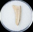 Tyrannosaurid Tooth Fragment - Montana #15198-1